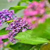 おたふく紫陽花