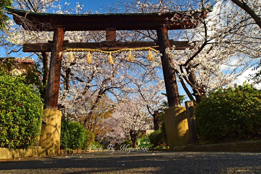 桜のアーチ