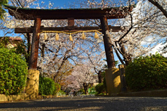 桜のアーチ