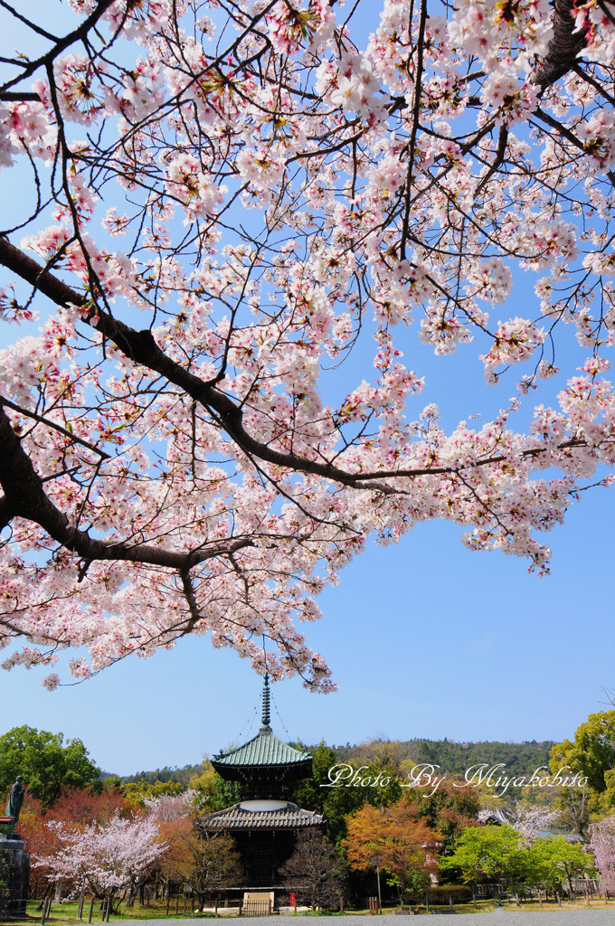 桜と多宝塔