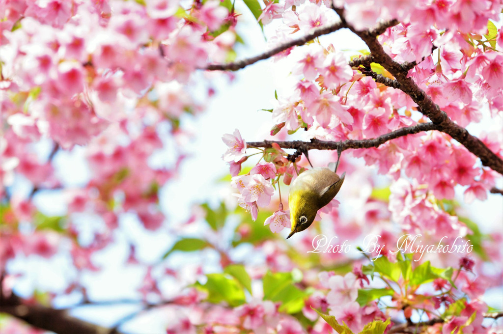 桜とメジロ