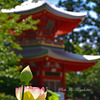 蓮が咲きました。