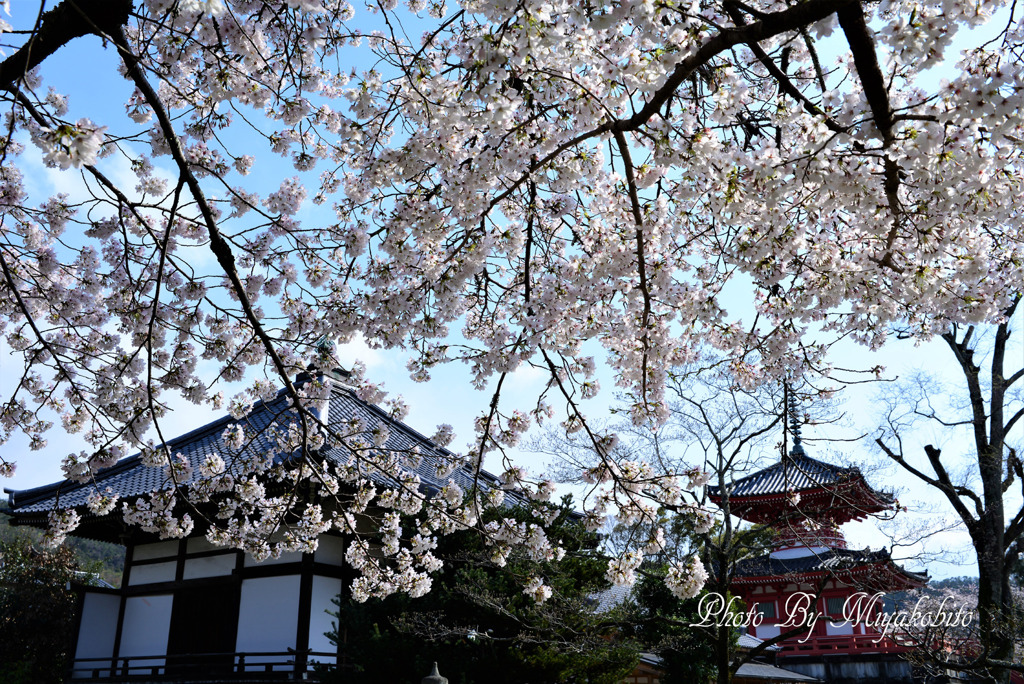 桜のベール