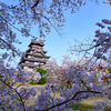 桃山城桜の額縁構図で