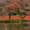 散り紅葉