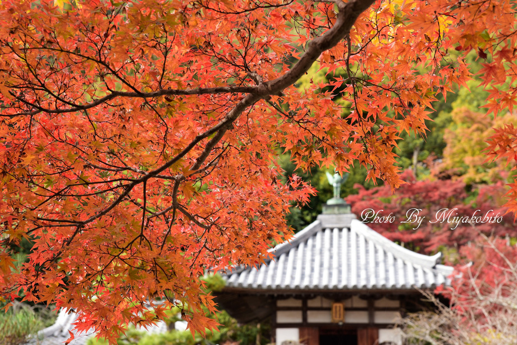 紅葉傘