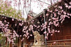桜のベール2