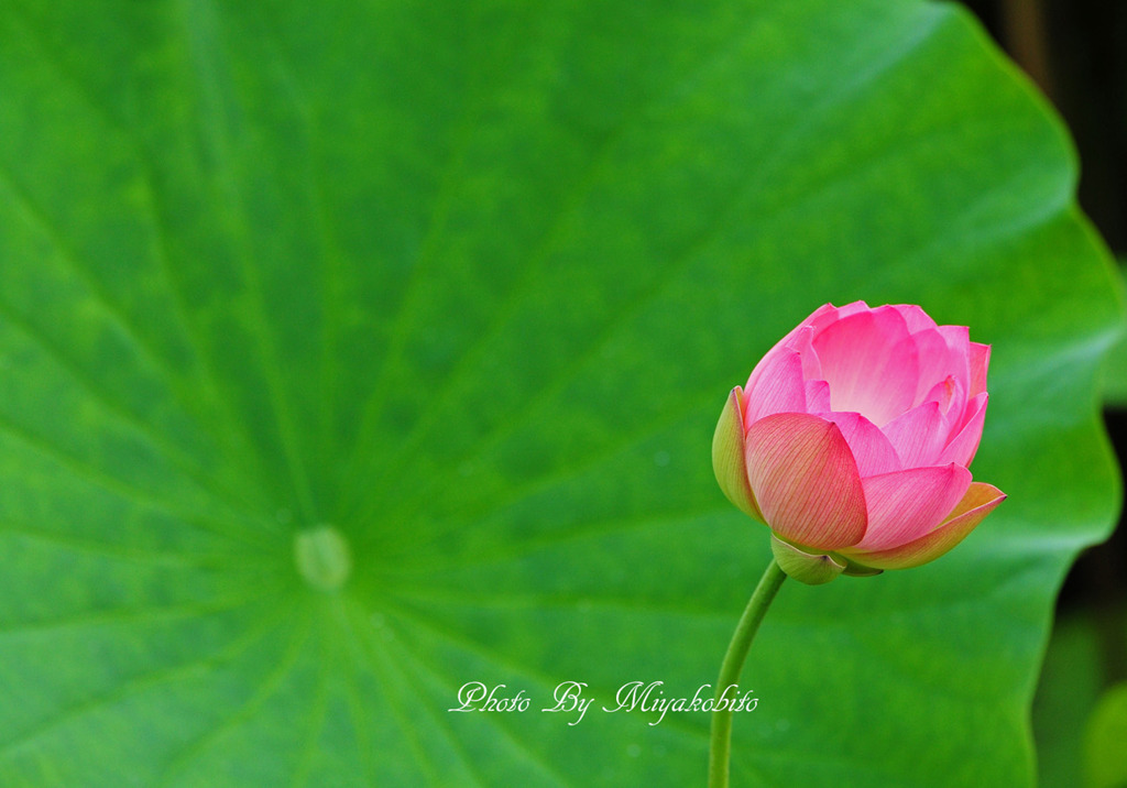 聖者の花