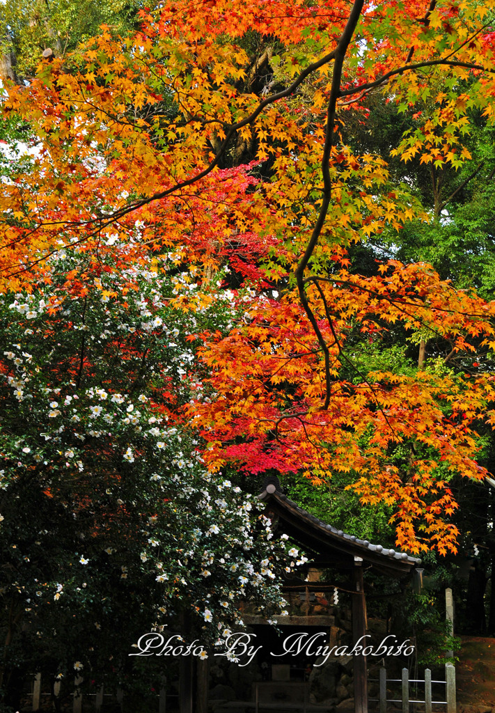 紅葉と山茶花
