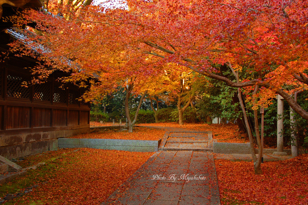 紅葉の絨毯