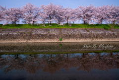 桜並木