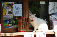 猫神社