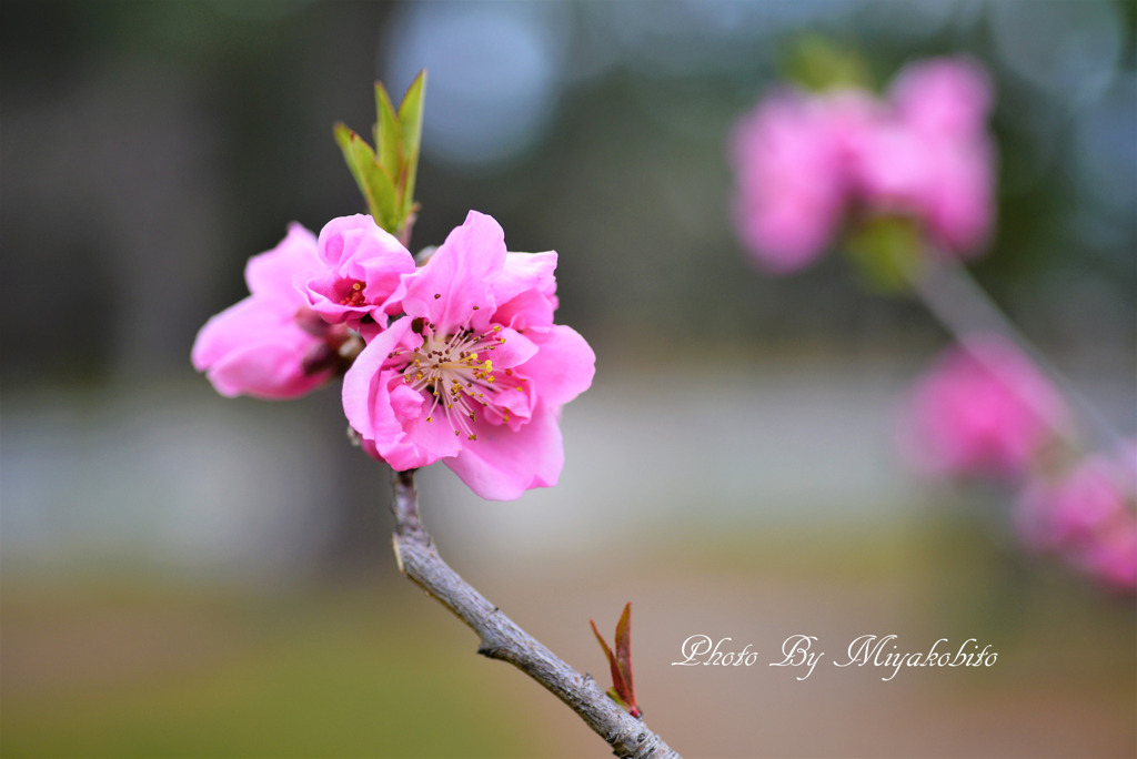 桃花
