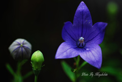 一番花