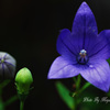 一番花