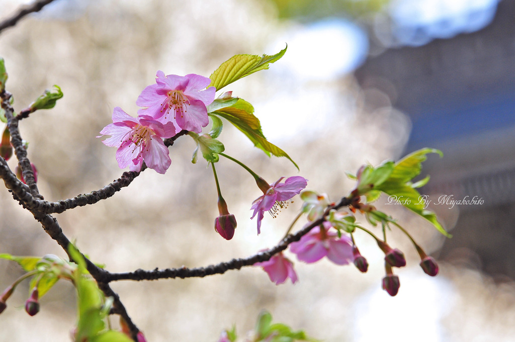 河津桜咲き始め