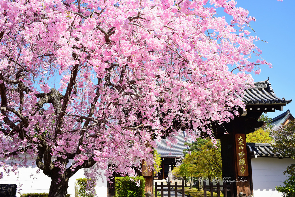 妙顕寺