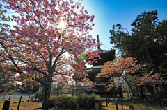 河津桜見頃です。