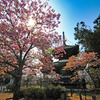 河津桜見頃です。