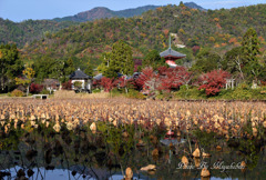秋の大覚寺
