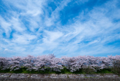 桜並木