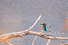 やっとカワセミに出会えた。