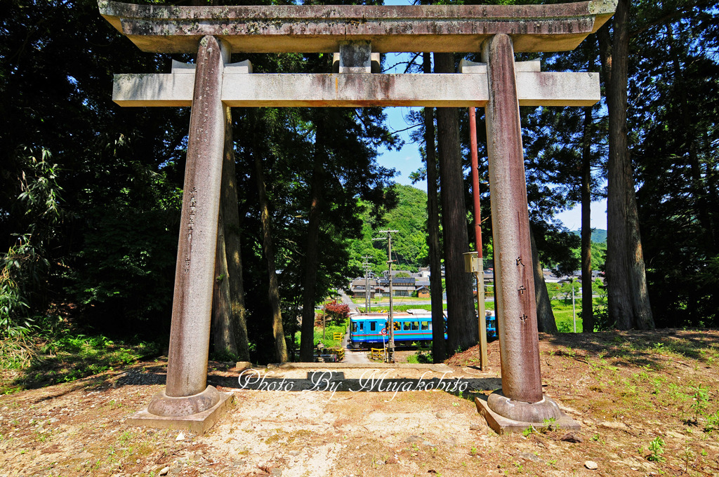 日陰が恋しい