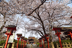 桜のアーチ