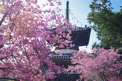 河津桜見頃です。