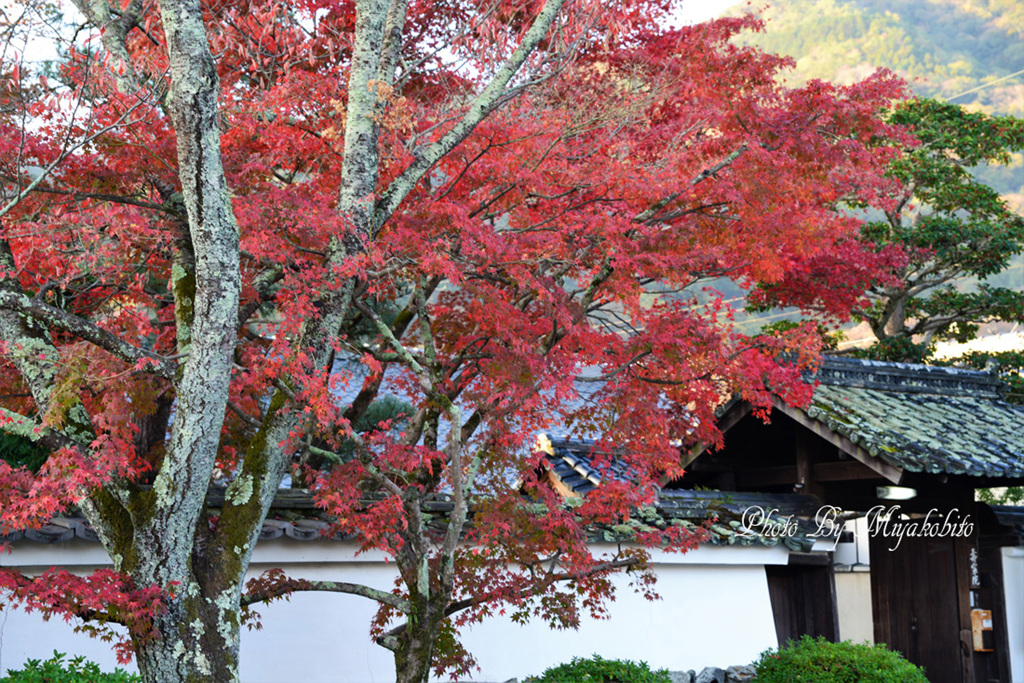 紅く燃ゆ～