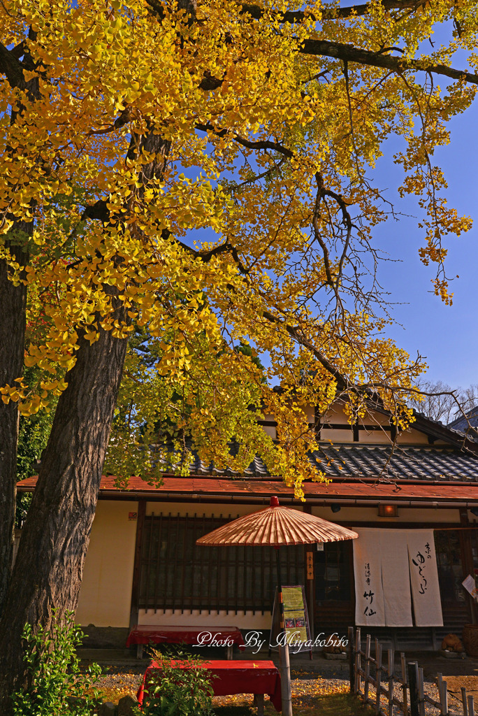 湯豆腐はいかが、、