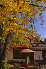 湯豆腐はいかが、、