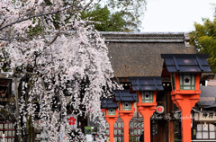 枝垂桜