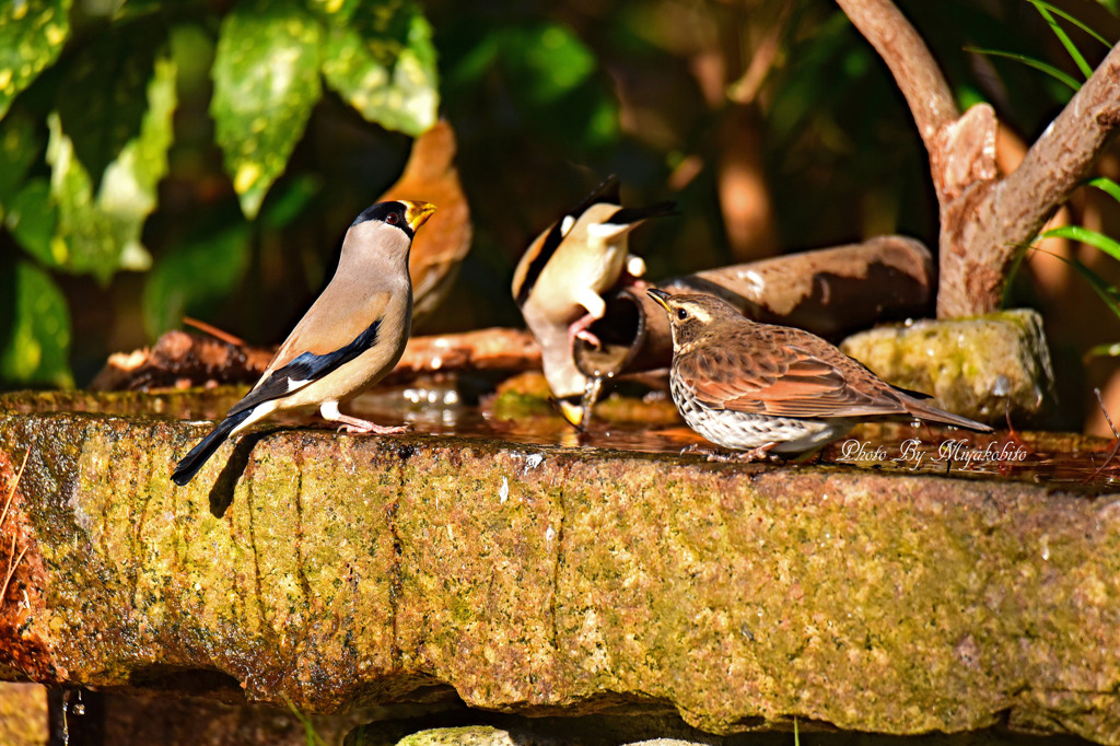 イカルとツグミ
