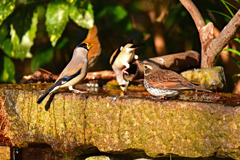 イカルとツグミ