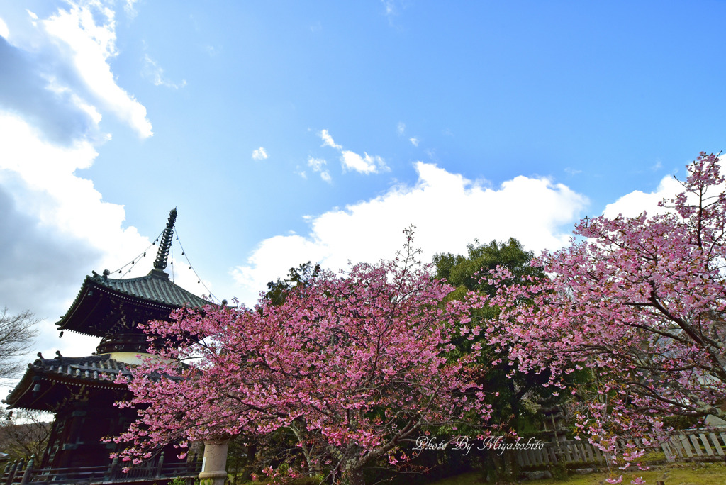 河津桜と多宝塔２
