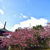 河津桜と多宝塔２
