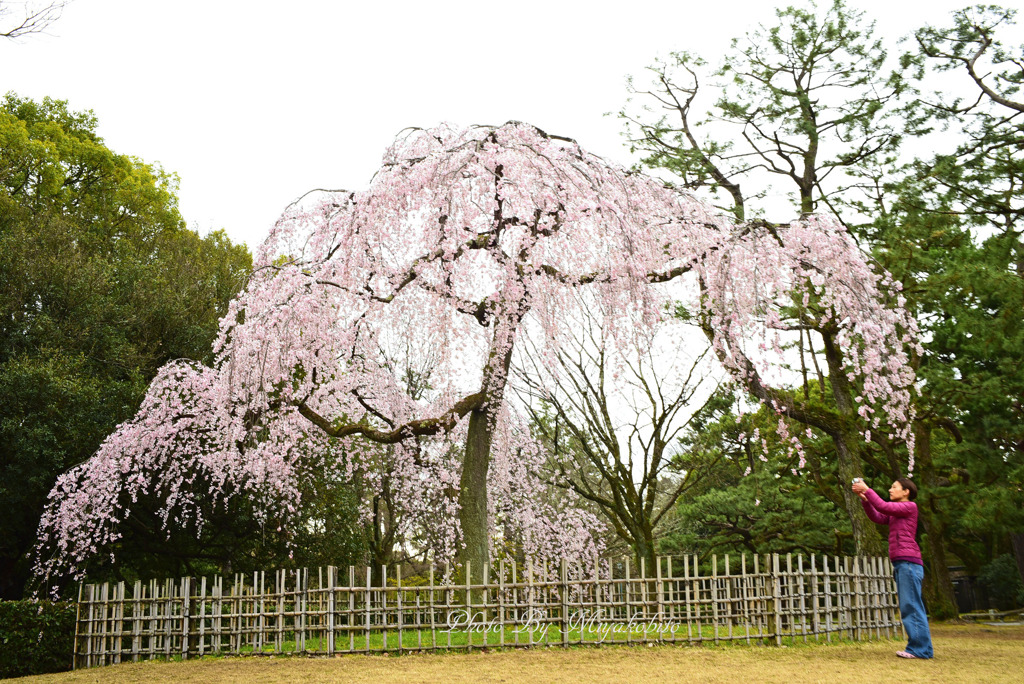 御所の枝垂れ桜