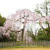 御所の枝垂れ桜