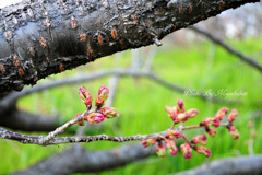 倒木桜