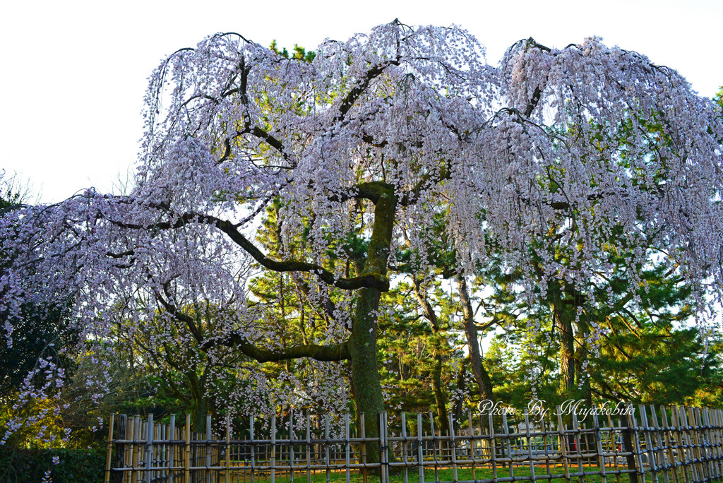 出水の桜