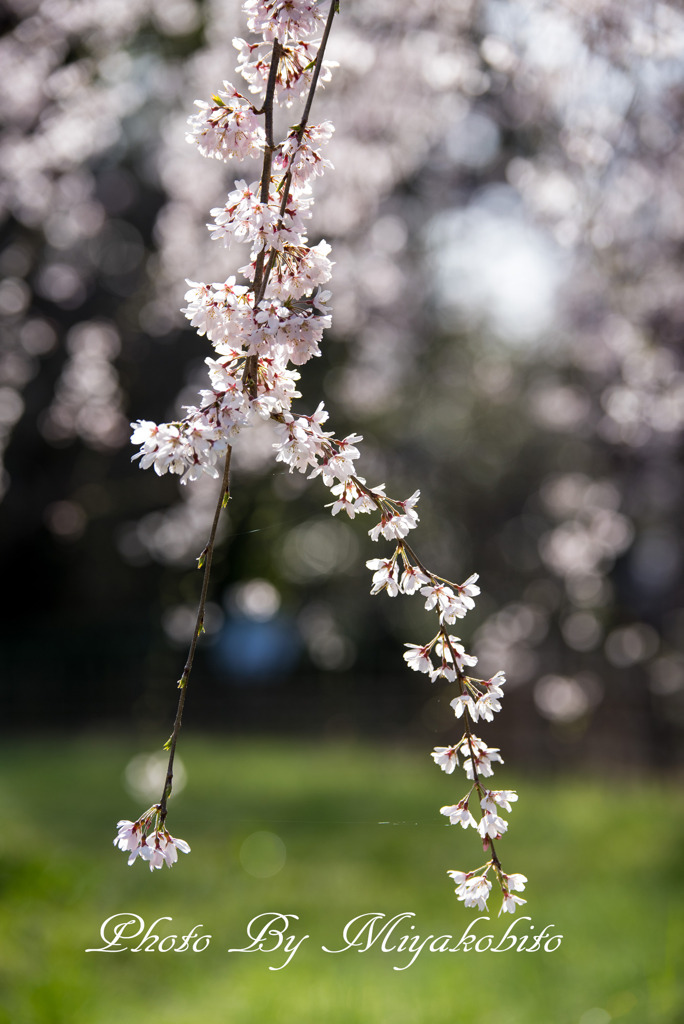 糸桜　２