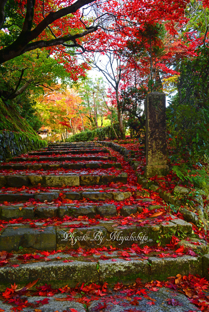 散紅葉の参道