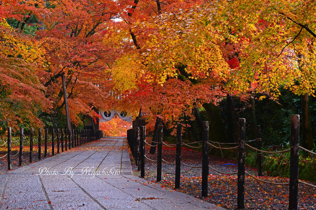 紅葉の参道