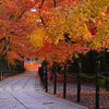 紅葉の参道