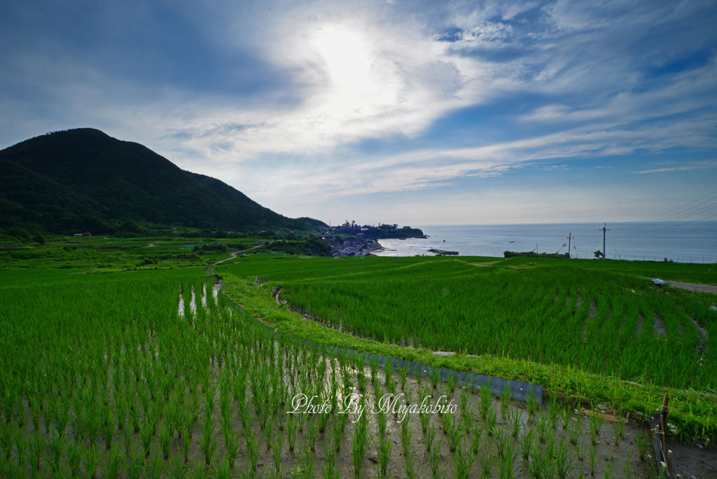 袖志の棚田