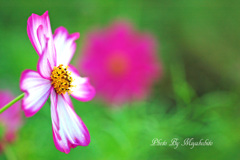 秋桜