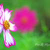秋桜