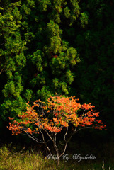 初紅葉