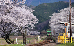 桜の樽見鉄道